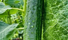 吃瓜高清视频素材免费下载,轻松捕捉精彩瞬间